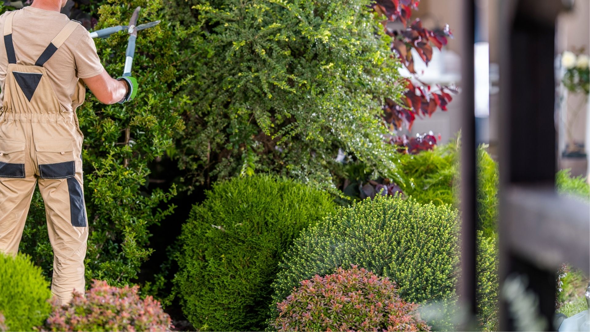 A man in a garden trimming a hedge